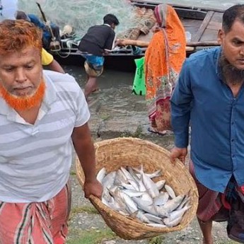 চাঁদপুরে নিষেধাজ্ঞা শেষ পদ্মা-মেঘনায় ইলিশ ধরছেন জেলেরা