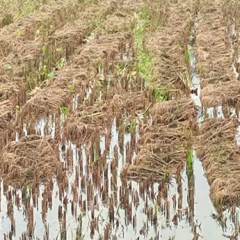বাগেরহাটে ৭ হাজার ৩শ’হেক্টর জমির বোরো ধান পানির নীচে