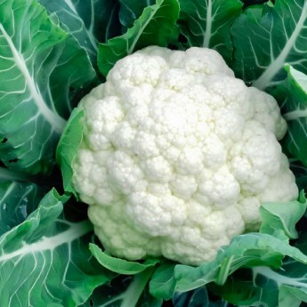 সবজির রাজ্যে হাহাকার: ফুলকপি দুই টাকা কেজি!