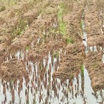 বাগেরহাটে ৭ হাজার ৩শ’হেক্টর জমির বোরো ধান পানির নীচে