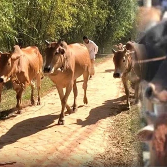 কোরবানীর পশু প্রবেশ নিয়ন্ত্রণে কঠোর বিজিবি ও নৌপুলিশ