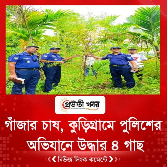 গাঁজার চাষ, কুড়িগ্রামে পুলিশের অভিযানে উদ্ধার ৪ গাছ