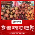 তীব্র খরায় কালচে হয়ে যাচ্ছে লিচু