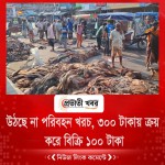 উঠছে না পরিবহন খরচ, ৩০০ টাকায় ক্রয় করে বিক্রি ১০০ টাকা