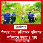 গাঁজার চাষ, কুড়িগ্রামে পুলিশের অভিযানে উদ্ধার ৪ গাছ