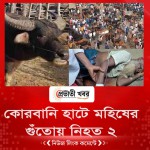 কোরবানি হাটে মহিষের গুঁতোয় নিহত ২